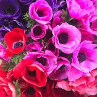 Fresh flower Importer