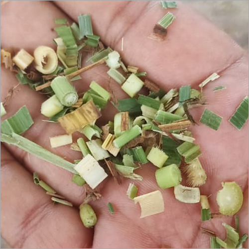 Corn Silage Feed - Food Grade Nutrition Supplement, Green Color, High-Quality Forage Crop for Cattle