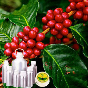 Coffee Certified Organic Oil