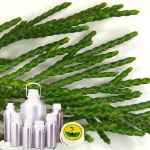Cypress Certified Organic Oil