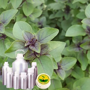 Basil Holy Certified Organic Oil