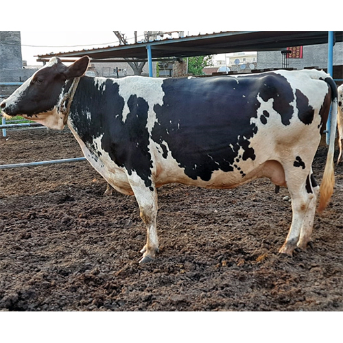 Pure Holstein Friesian Cow