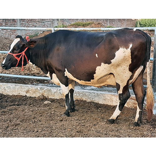 Original HF Cow