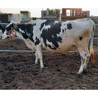 Original Holstein Friesian Cow