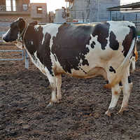 High Breed HF Cow