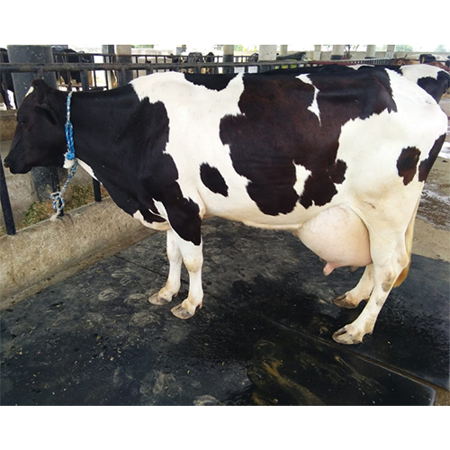 Pure Breed Holstein Friesian Cow