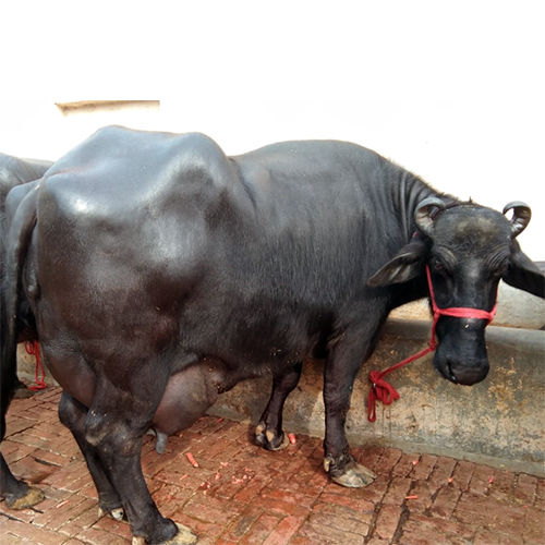 Murrah Buffalo