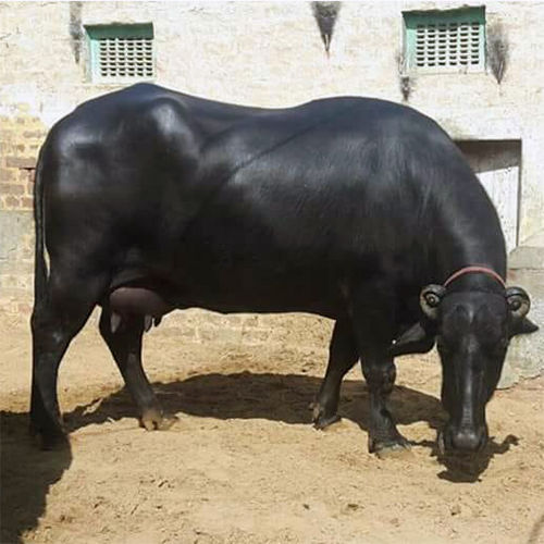 13+ Dairy Farm Yuvraj Murrah Buffalo Hangat