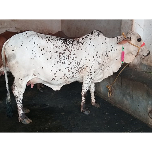 White Rathi Cow