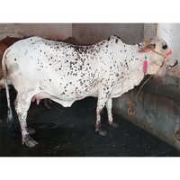 Vaca branca de Rathi