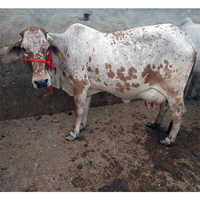 Vaca original de Rathi