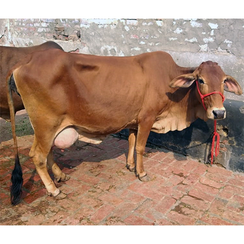 Pure Breed Sahiwal Cow