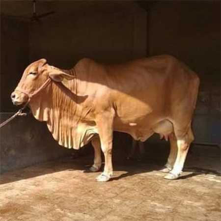 High Breed Sahiwal Cow