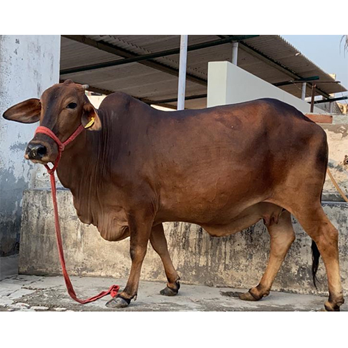 High Quality Sahiwal Cow
