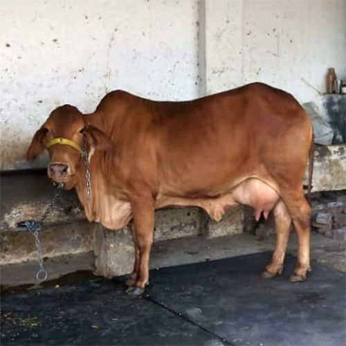 Pure High Quality Sahiwal Cow