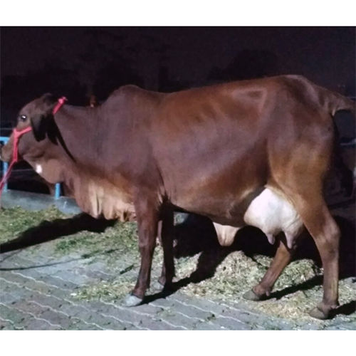 Pure Quality Sahiwal Cow