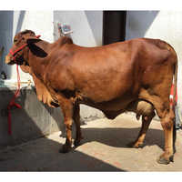 Vaca de Desi Sahiwal