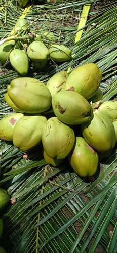 Tender Coconut