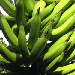 Green Nendran Banana