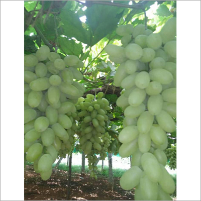 Green Grapes