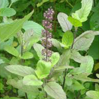 Tulsi Seeds