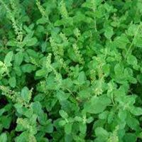 Tulsi Leaves