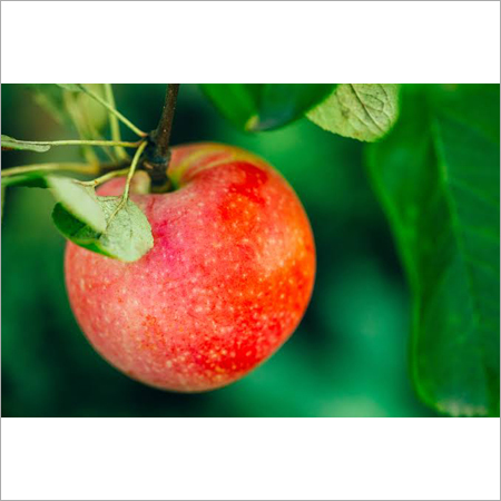 apple tree spray oil 2