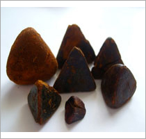 Cattle Cow Ox Gallstone