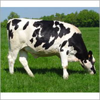 Dairy Holstein Heifers Cow By NOXOLO H.M HOLDINGS(PTY)LTD