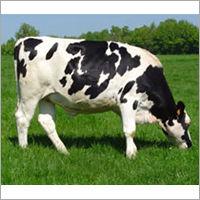 Dairy Holstein Heifers Cow