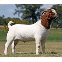 Livestock Boer Goat