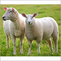 Livestock Sheep