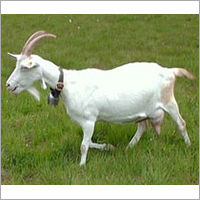 Livestock Saanen Goat