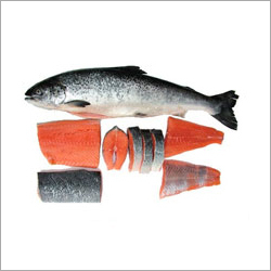 Frozen Salmon Fish