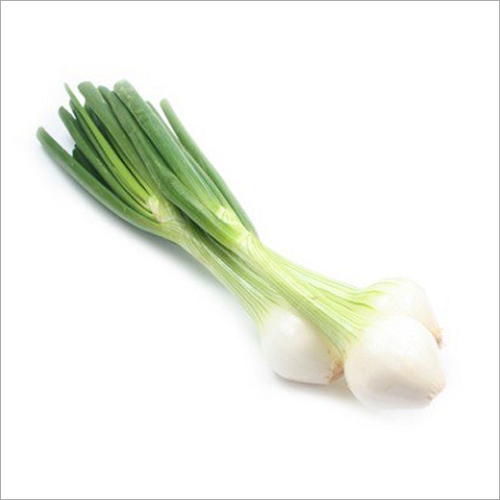 Fresh Spring Onion By DEN INTERNATIONAL