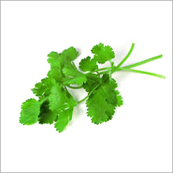 Fresh Coriander Leaf