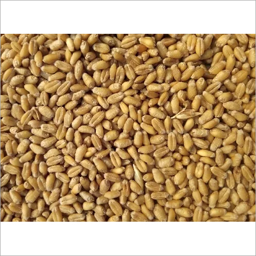Wheat Grain Broken (%): 3% Max