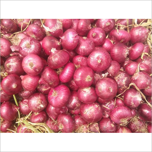 Fresh Onions - Organic Fresh Vegetable Natural Shape with Essential Nutrients for Culinary Dishes Curries Soups and Sauces