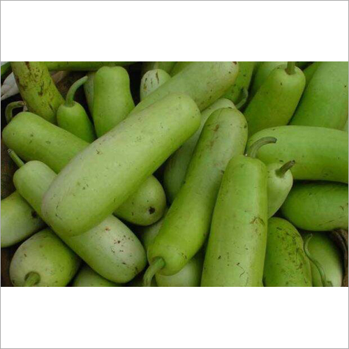 Bottle Gourd - Organic, Fresh, Natural Shape | Nutrient-Rich Source of Vitamins C & K, Supports Heart Health and Blood Sugar Stability