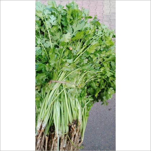 Fresh Coriander - Freshly Chopped Leaves | Natural Shape, Ideal for Salads, Curries, Sauces, and Culinary Preparations