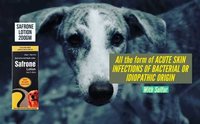 Dog & Cat Skin Lotion