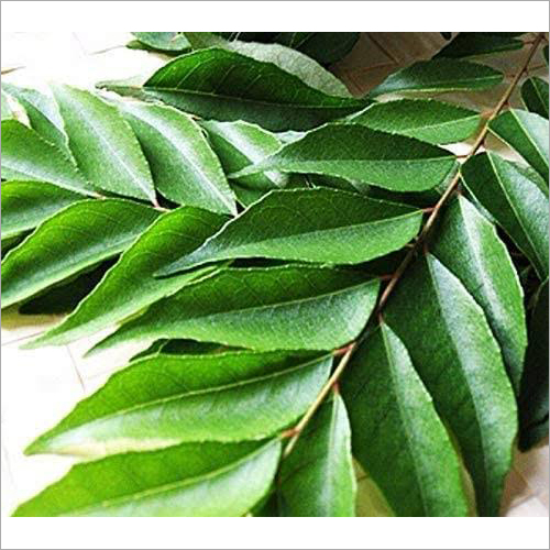 Curry Leaves