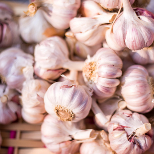 Fresh Garlic Moisture (%): 98-100%