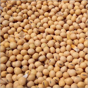 Soyabean Seeds