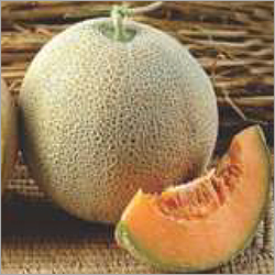 F1 Muskmelon Singham 1835 By NASCO SEEDS PRIVATE LIMITED