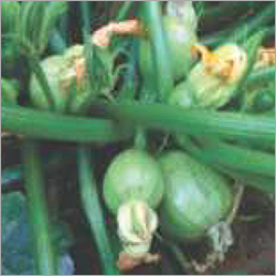 F1 Summer Squash Gunjan 813 By NASCO SEEDS PRIVATE LIMITED