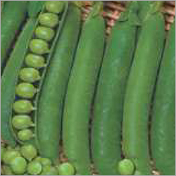 Imported Peas Latika G 10 By NASCO SEEDS PRIVATE LIMITED