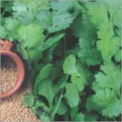 Imported Coriander Sugandhi 9