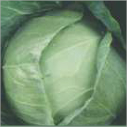 F1 Cabbage Keerti 70 By NASCO SEEDS PRIVATE LIMITED