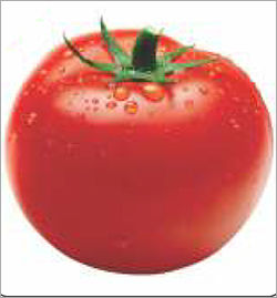 F1 Tomato New Bavandar